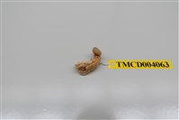 藏品(灰白陸寄居蟹)的圖片